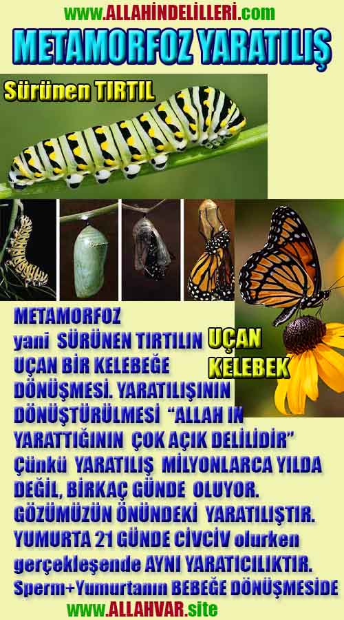 Allahın varlığının Delilleri