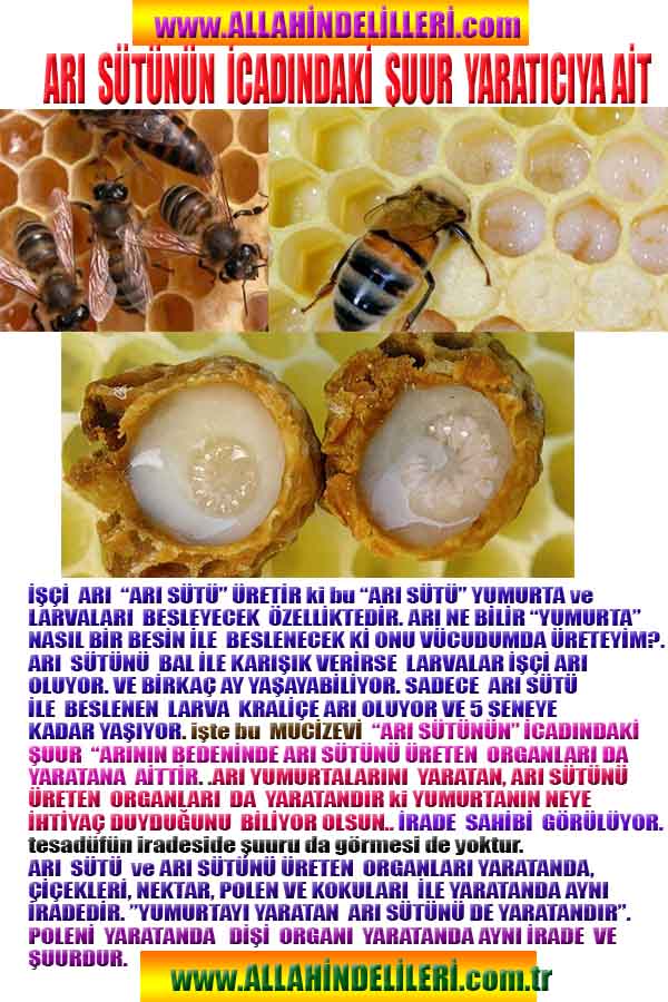 Allahın varlığının Delilleri