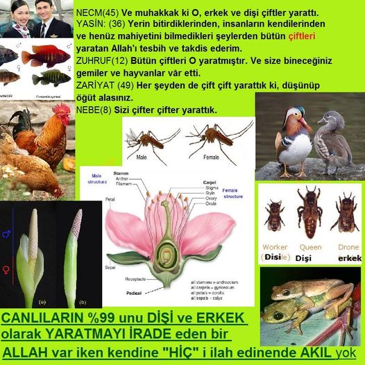 Allahın varlığının Delilleri