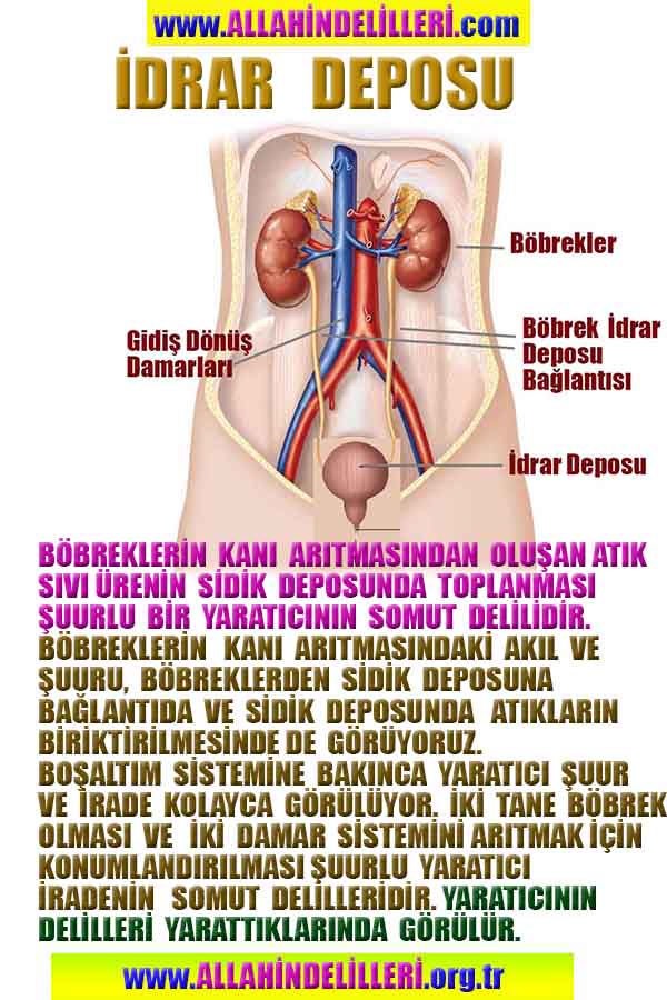 Allahın varlığının Delilleri